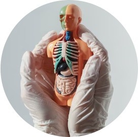  ATI TEAS 7 Anatomy and Physiology